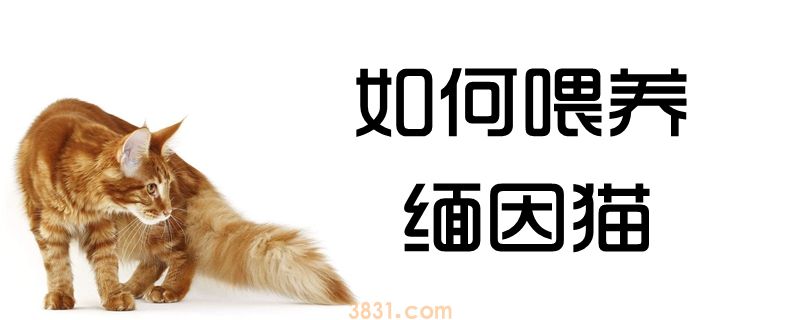 如何喂养缅因猫(图1)