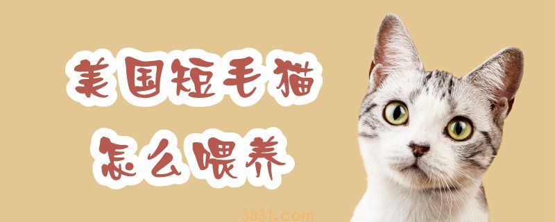 美国短毛猫怎么喂养(图1)