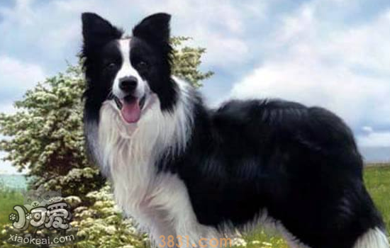 边牧属于大型犬还是中型犬 喜欢边牧但搞清楚边牧了吗?(图1)