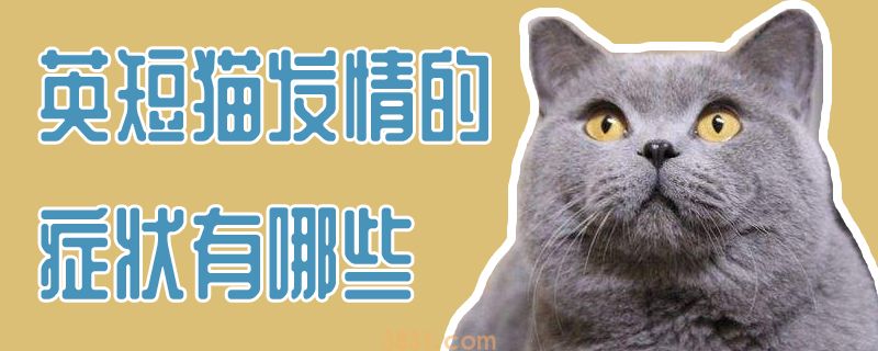 英短猫发情的症状有哪些(图1)