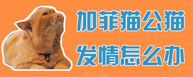 加菲猫公猫发情怎么办(图1)