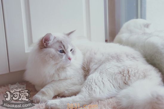 布偶猫为什么要绝育 布偶猫绝育的原因(图1)
