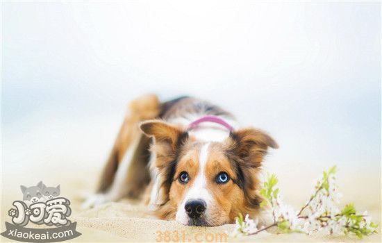 什么品种的狗狗最友好 什么品种的狗狗体味大(图2)