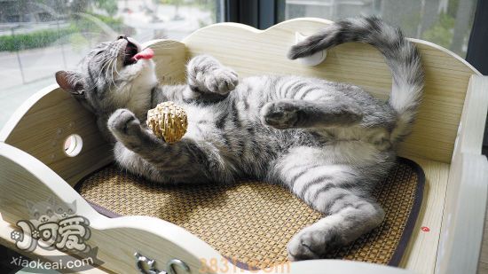 怎么判断猫咪是否发情 猫咪发情判断方法(图1)