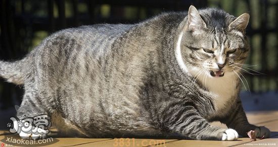 如何帮猫咪减肥 猫咪减肥小妙招(图1)