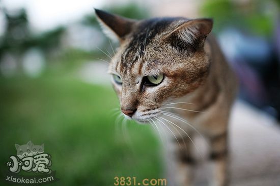 猫咪为什么舔鼻子 猫咪舔鼻子原因介绍(图1)