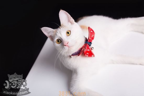 家里养猫要注意什么 家里养猫注意事项(图1)