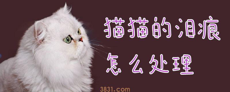 猫猫的泪痕怎么处理(图1)
