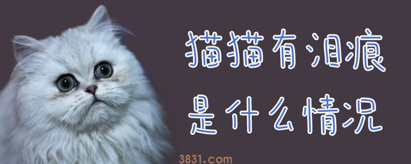 猫猫有泪痕是什么情况(图1)