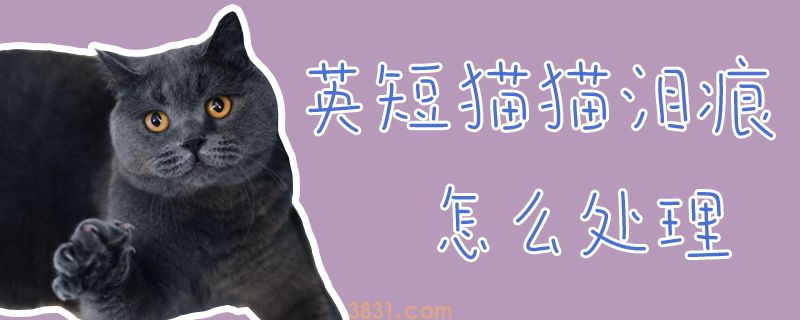 英短猫猫泪痕怎么处理(图1)