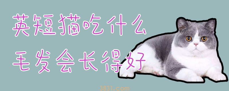 英短猫吃什么毛发会长得好(图1)