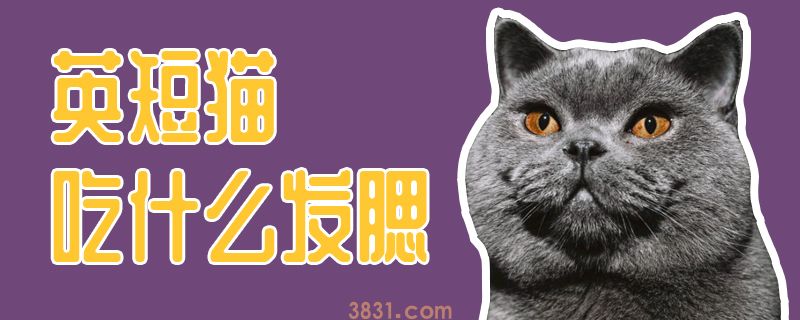 英短猫吃什么发腮(图1)