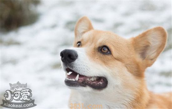 狗狗生病的三大表现 你有关注过狗狗的健康状况吗(图2)