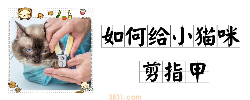 如何给小猫咪剪指甲(图1)