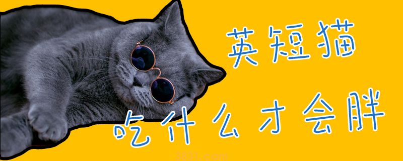 英短猫吃什么才会胖(图1)