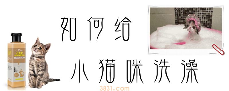 如何给小猫咪洗澡(图1)