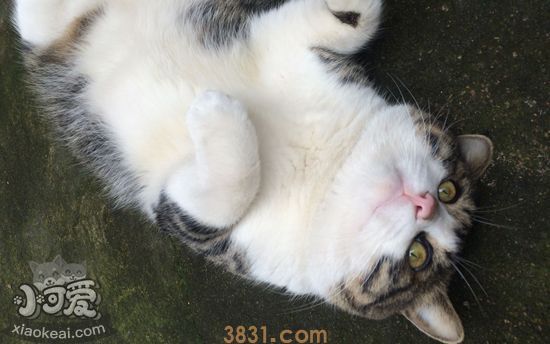 猫踩奶要注意什么 猫踩奶的注意事项(图1)