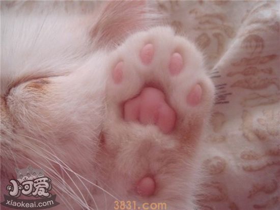 猫肉垫有什么作用 猫肉垫的五大功能(图1)