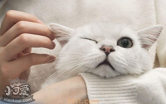 猫咪耳垢如何清除 猫咪耳垢清除方法(图1)