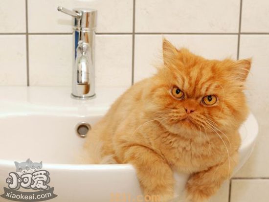 怎么给波斯猫洗澡 波斯猫洗澡的具体操作(图1)