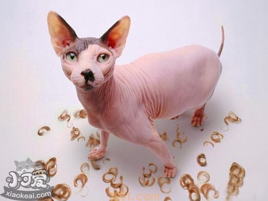 猫咪剃毛有什么好处 猫咪剃毛好处介绍(图1)