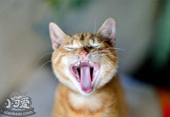 猫咪口腔怎么护理 猫咪口腔护理步骤(图1)