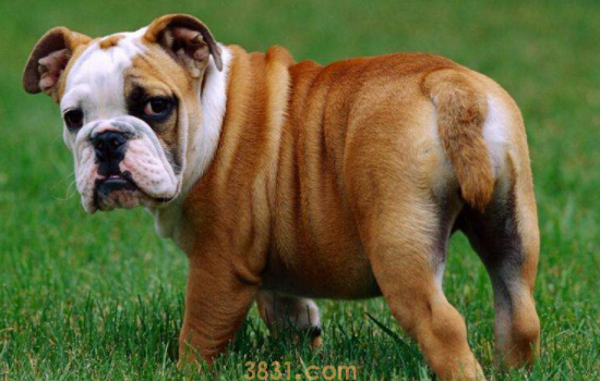英牛犬好养吗 饲养它你做好准备了吗?(图2)