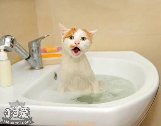 长毛猫如何洗澡 长毛猫洗澡步骤(图1)
