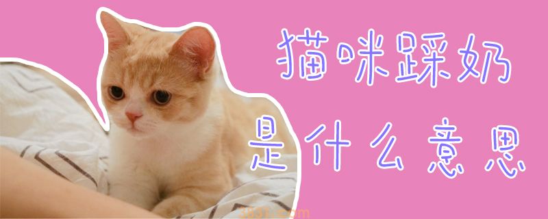 猫咪踩奶是什么意思(图1)