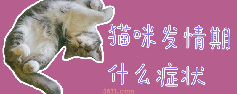 猫咪发情期什么症状(图1)