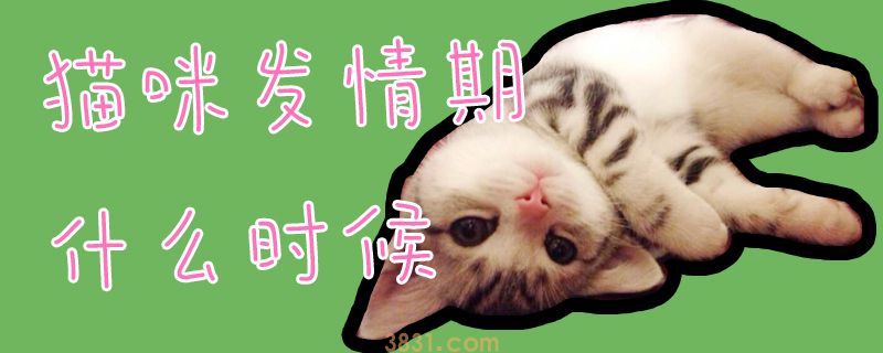 猫咪发情期什么时候(图1)
