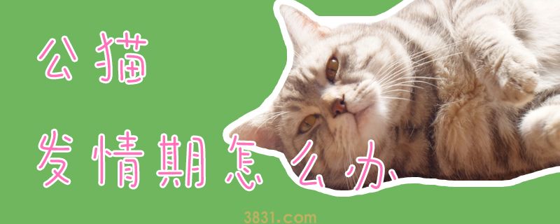 公猫发情期怎么办(图1)