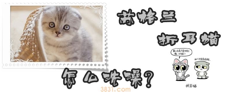 苏格兰折耳猫怎么洗澡(图1)