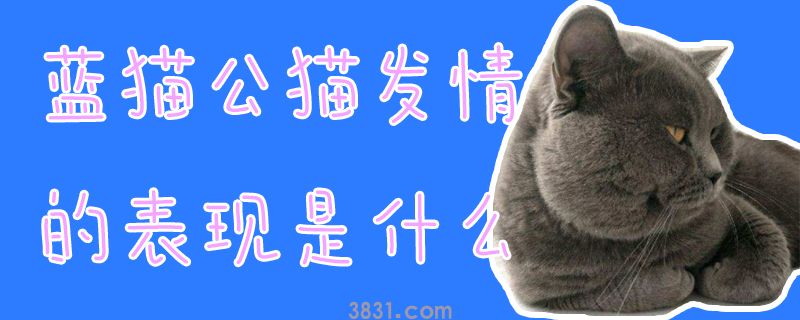 蓝猫公猫发情的表现是什么(图1)