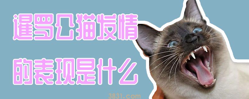 暹罗公猫发情的表现是什么(图1)