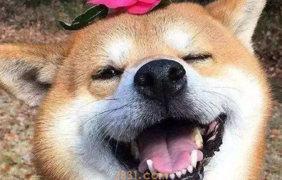 狗狗把一家人谁当主人 狗狗有没有把你当主人看看就知道了(图1)