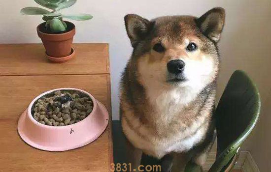 胡麻色柴犬为什么贵 你听过十只柴犬半只胡麻吗(图1)