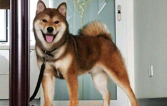 胡麻色柴犬为什么贵 你听过十只柴犬半只胡麻吗(图2)