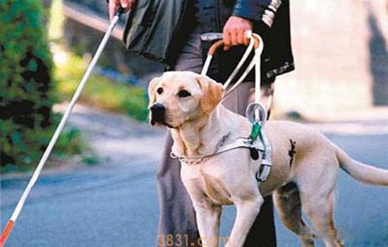 导盲犬怎么分辨红绿灯 你知道狗狗是色盲加近视吗(图1)