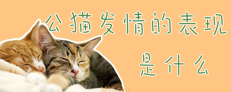 公猫发情的表现是什么(图1)