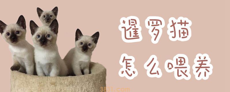 暹罗猫怎么喂养(图1)