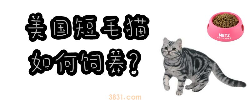 美国短毛猫如何饲养(图1)