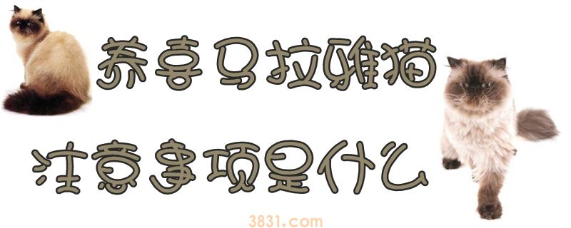 养喜马拉雅猫注意事项是什么(图1)