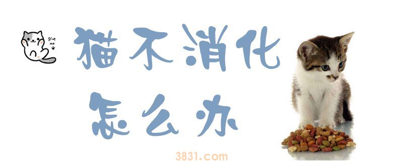 猫不消化怎么办(图1)