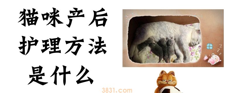 猫咪产后护理方法是什么(图1)