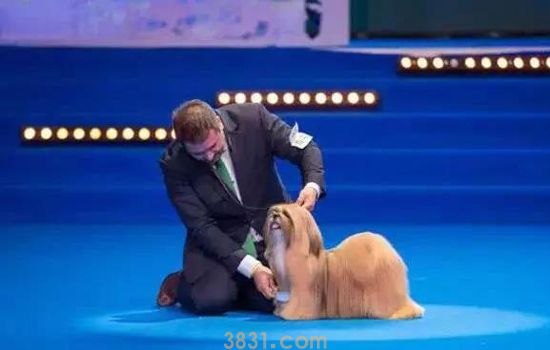 CKU是什么意思 CKU赛级犬如何评选(图1)