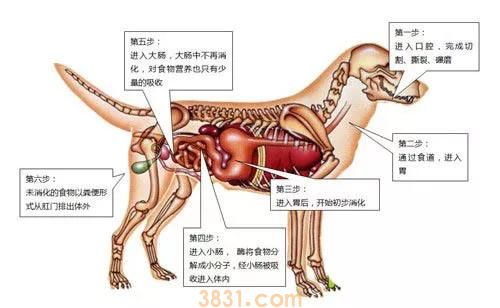 狗狗吸收好狗狗拉便便会多吗 狗狗是如何消化的你知道吗(图1)