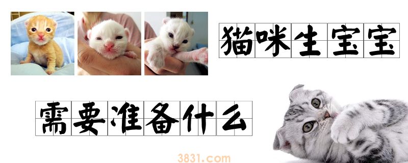猫咪生宝宝需要准备什么(图1)