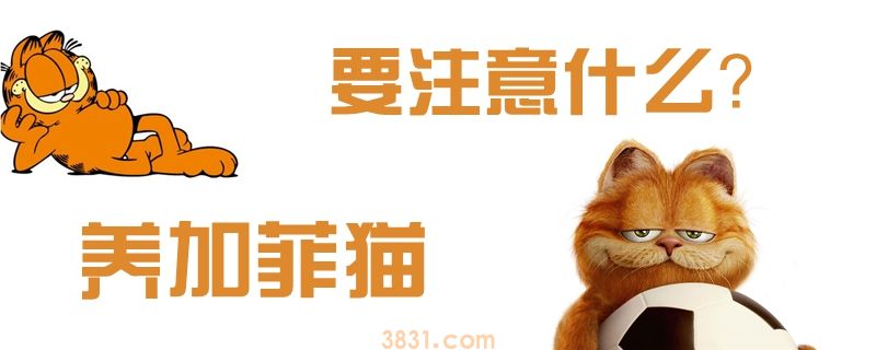 养加菲猫要注意什么(图1)