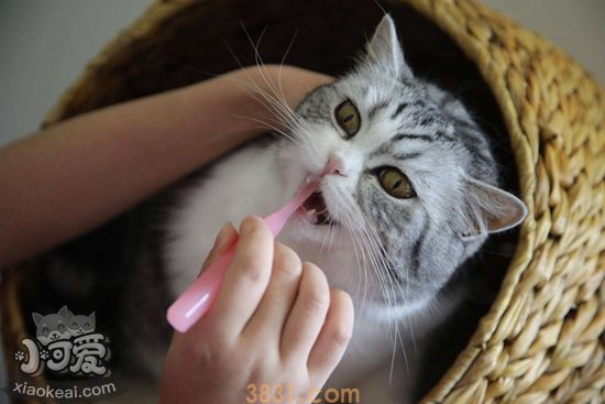 猫咪牙齿护理要注意什么 猫咪牙齿护理注意事项(图1)